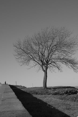Tree in a Heavy Fog photo by Thomas Slatin