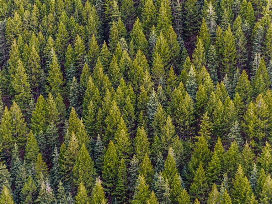 Why You Should Build an Evergreen Forest of Content