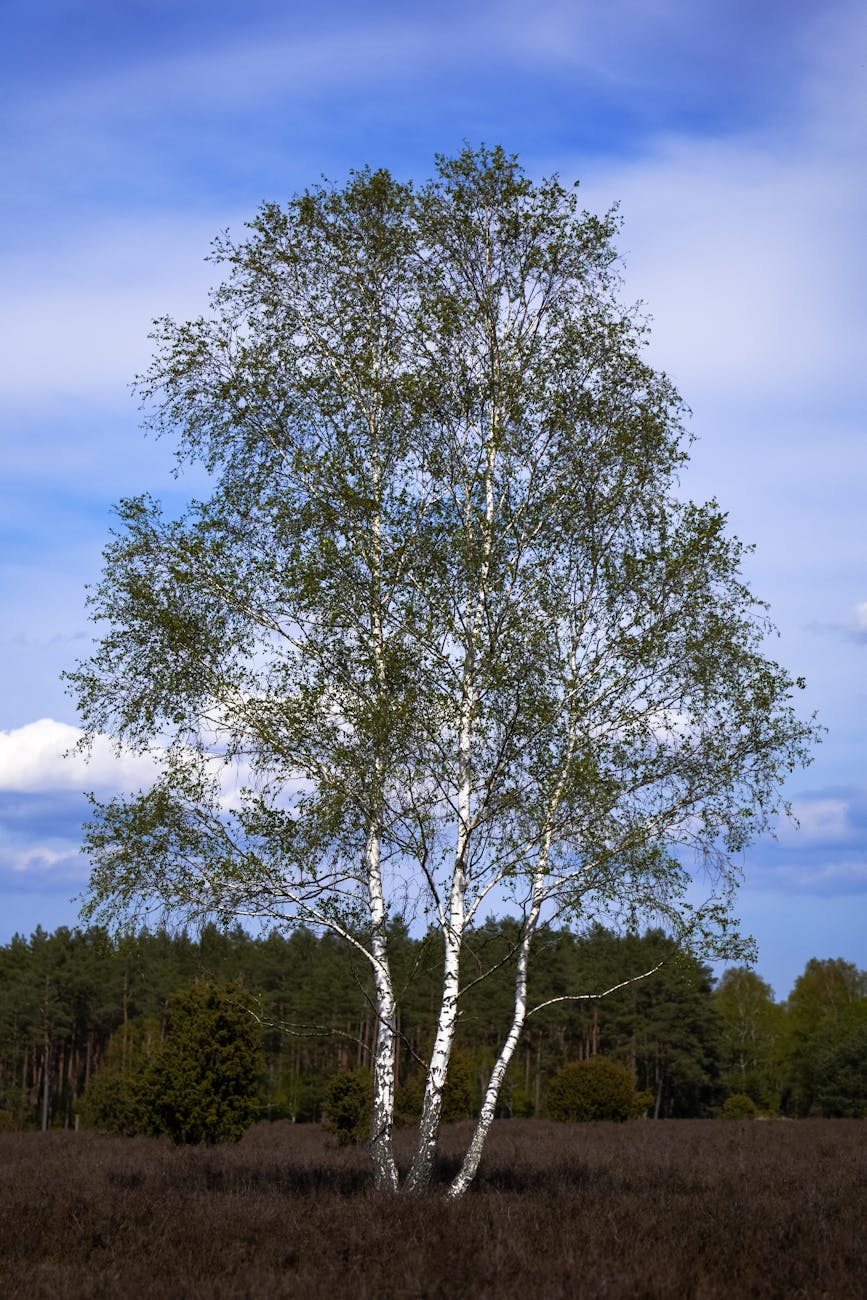 view of a large birch on a meadow with a forest in the background