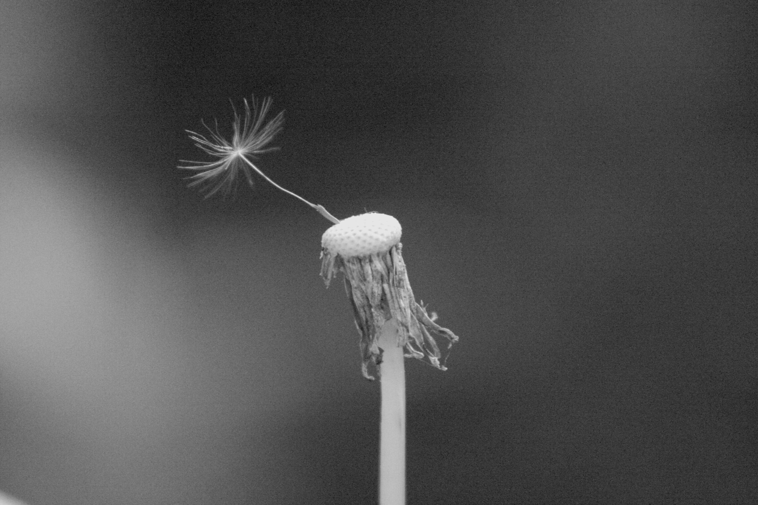 Dandelion with one seed, "Last Seed" by Thomas Slatin